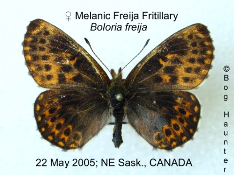 Boloria freija female (melanic) (Internet Image property of respective owner, non-commercial use only)